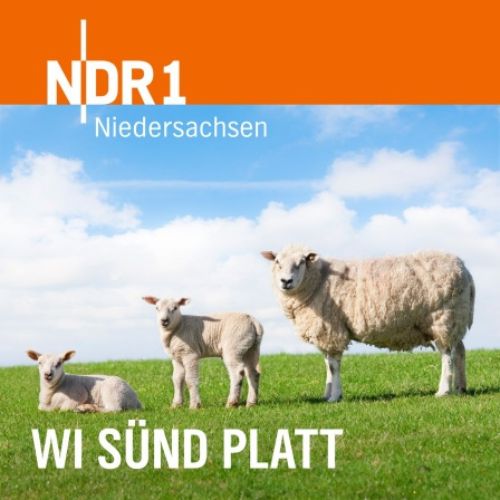 Weiße Schafe auf einer Weide als Cover vom Wi sünd platt Podcast von NDR 1
